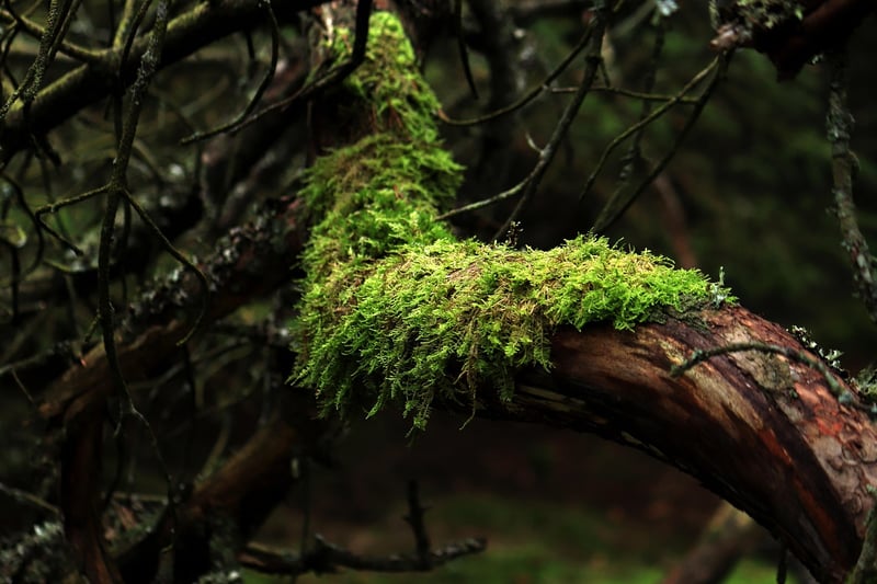 Mossy Forest